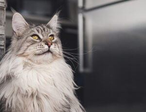 Tutti chiamano i Maine Coon “cani del mondo felino”. E questi sono i motivi