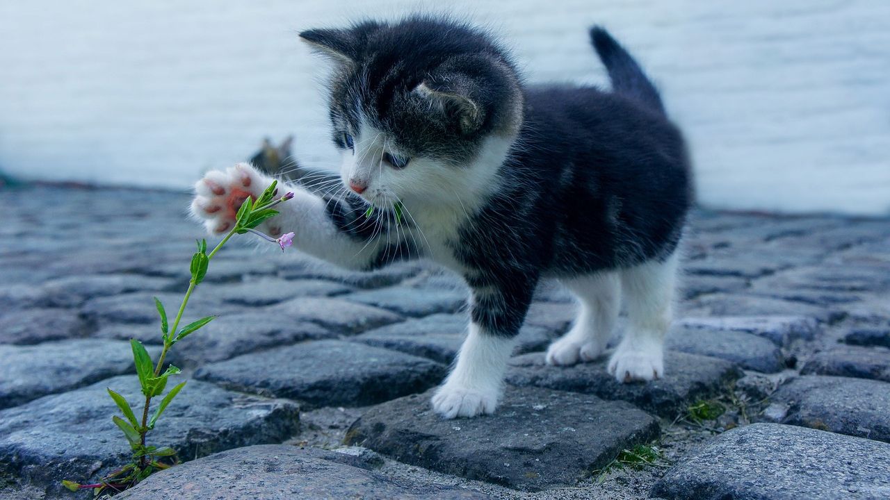 Gatto gioca con il fiore