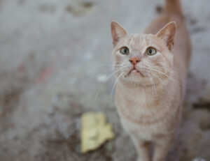 All’erta anche se non c’è nulla: il gatto ha forse paura di qualcosa che noi non vediamo?