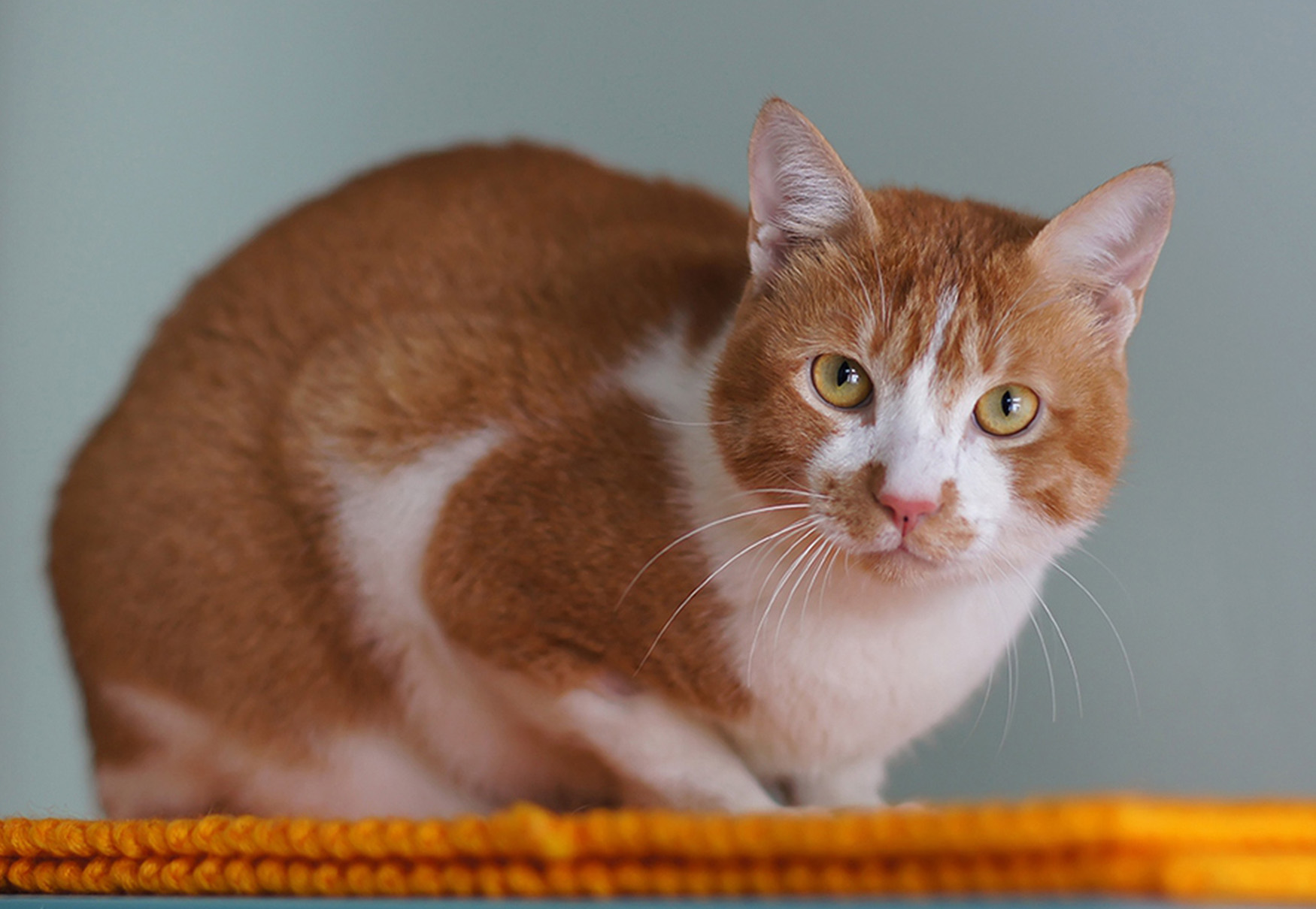 gatto bianco e rosso 