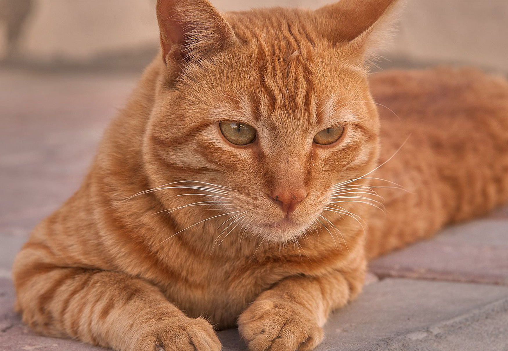 gatto rosso tigrato all'aperto