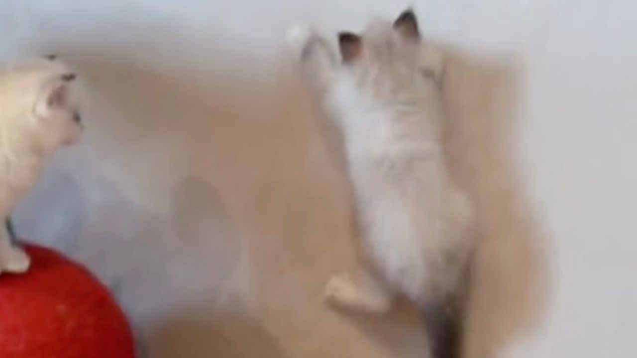 Gatto prova a scalare il muro
