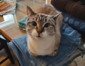 Catsmirin, beccati: 10 foto di gatti che guardano i loro padroni in maniera adorante