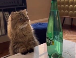 “Che diavoleria è questa?”: il gatto rimane a dir poco interdetto di fronte alla bottiglia