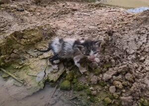 Chiamava la sua mamma disperatamente, in mezzo all’immondizia: il gattino sembrava spacciato