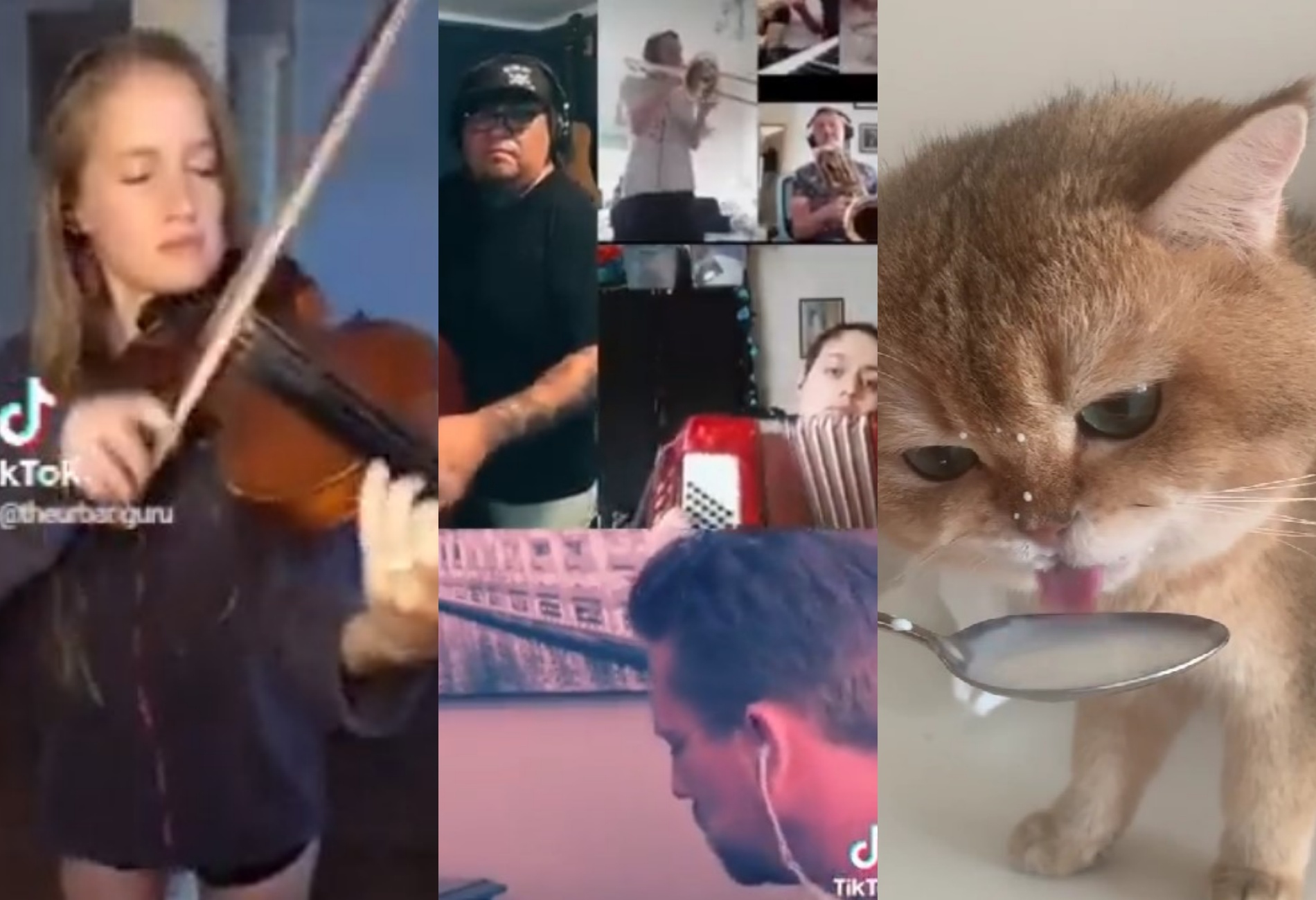 gatto e musicisti