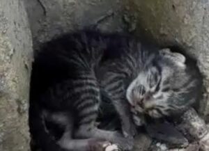 Debole e malnutrito, questo gatto si muoveva appena: tutti dicevano che non ce l’avrebbe fatta