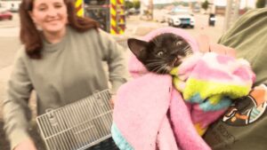 È rimasto intrappolato nel tubo di scarico per ore, ma questo gattino ora è salvo