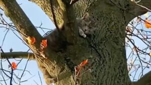 È stato avvistato sull’albero da una donna gentile: stavano cercando questo gatto da ben due settimane