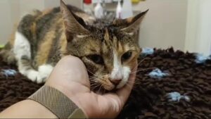 È stato un chicco di grandine a ridurla così: la gattina Melody in fin di vita dopo le bufere a Bologna