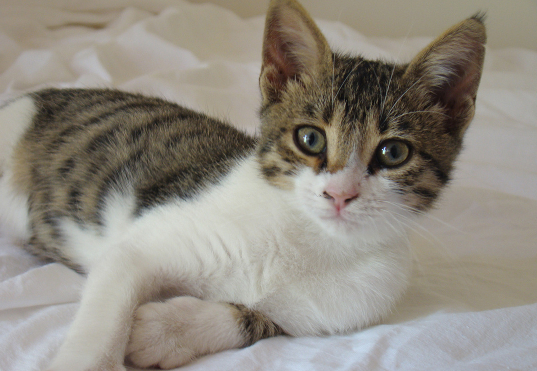 gatto sul letto