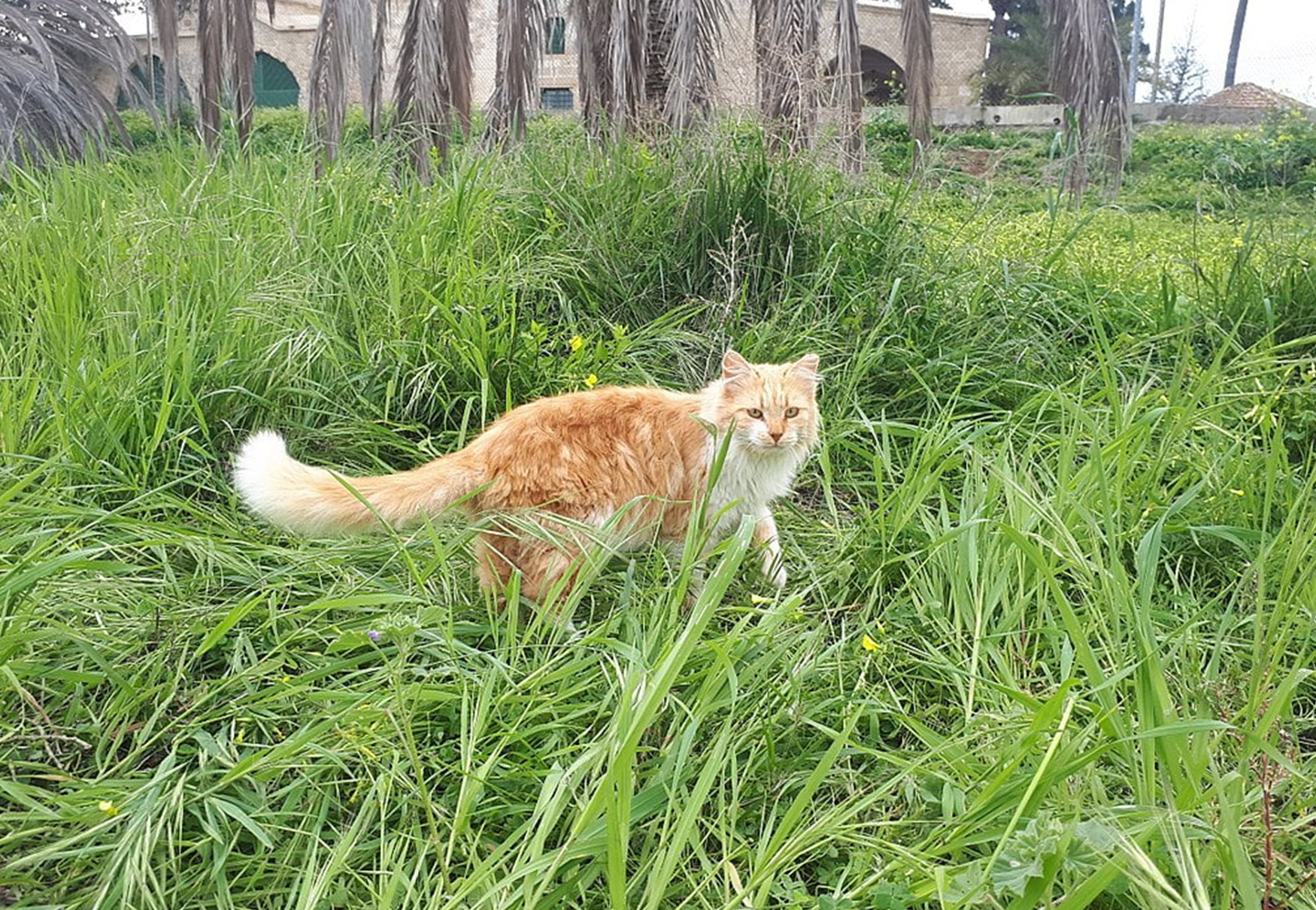 gatto nell'erba alta