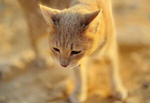 Gatto di Cipro, cure specifiche per farlo stare sempre bene