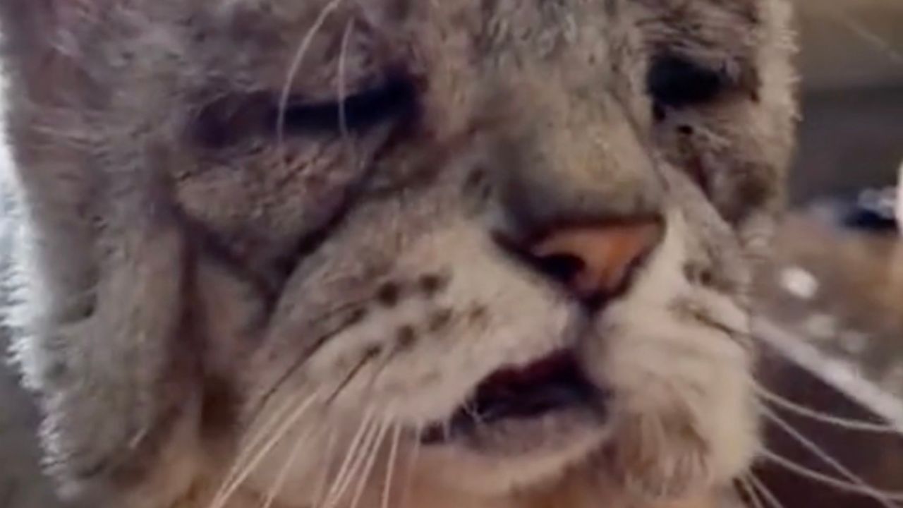 Primo piano gatto anziano