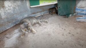 Hanno trovati questi quattro gattini accanto a mamma gatta, affamati e sfiniti dal caldo