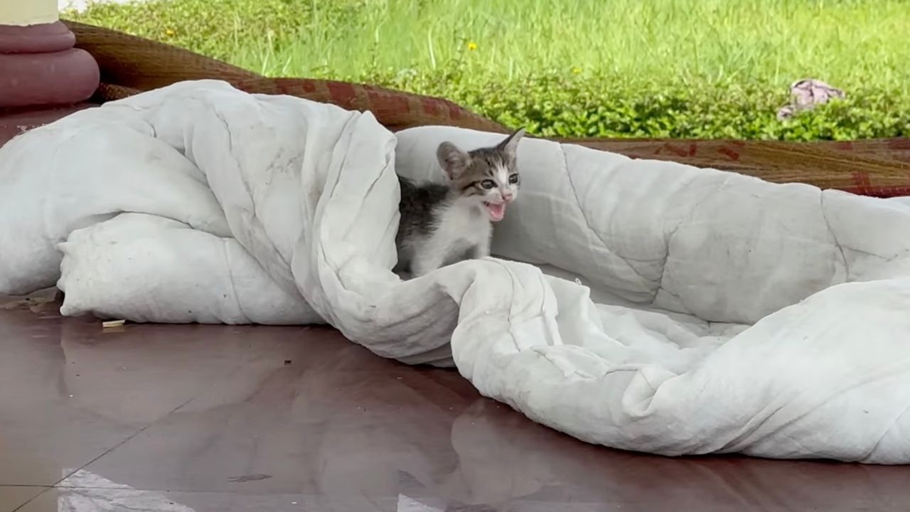 Gatto sotto le coperte
