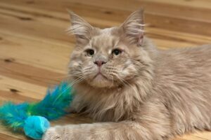 Maine Coon