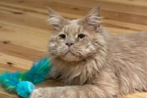 Il Maine Coon trovato in pessime condizioni diventa un vero Re dopo gli interventi per salvarlo