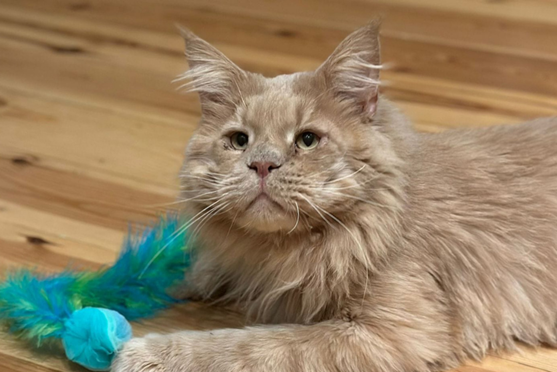 Maine Coon