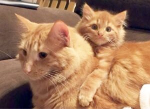 Il gatto dal pelo rosso ha trovato un gattino identico ma in versione “mini”: decide di allevarlo come suo figlio