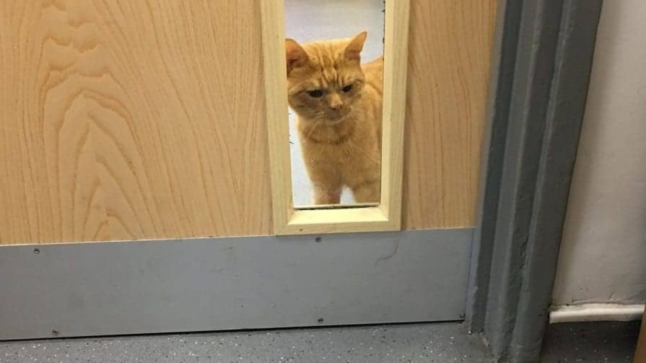 Gatto guarda dal vetro della porta