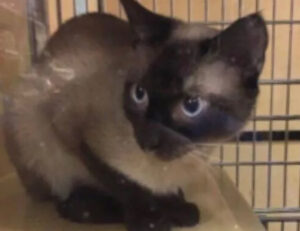Il gatto del rifugio fa di tutto per farsi notare dall’uomo che ha scelto e finisce per riuscire nel suo intento
