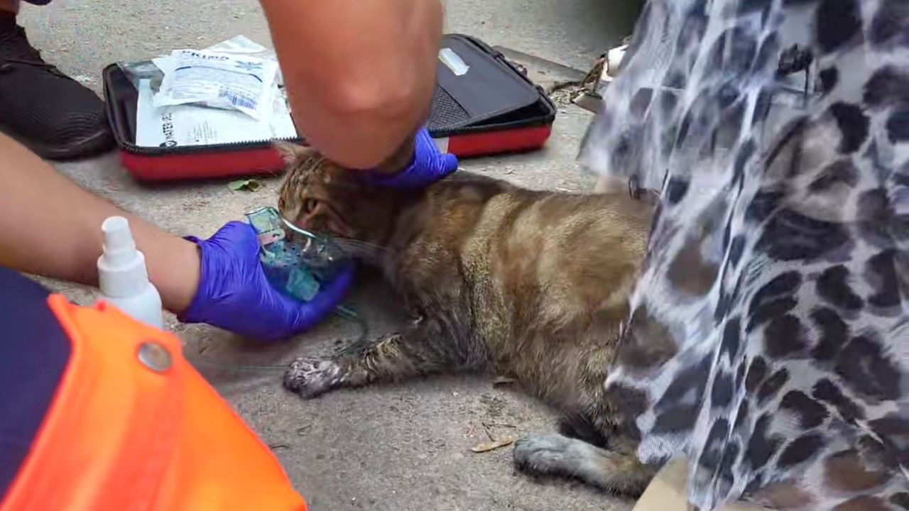 Gatto intossicato da monossido di carbonio