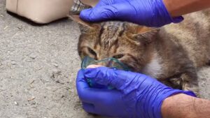 Il gatto era intossicato dal monossido di carbonio e in stato di shock: l’intervento dei pompieri è stato fondamentale