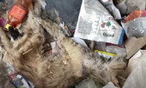 Il gatto era stato abbandonato a sé stesso, lasciato in fin di vita in mezzo allo sporco e ai rifiuti