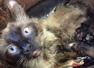 Il gatto trovato con le zampette seppellite nel catrame è stato salvato all’ultimo minuto