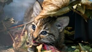 Il personale del rifugio per animali rimane sbalordito quando arriva un gattino sorprendente