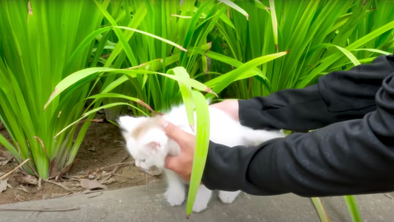 Gattino bianco salvato da un volontario