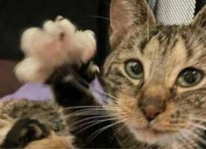 In condizioni pessime, questa gattina vagava per le strade e si è ammalata gravemente prima di partorire 