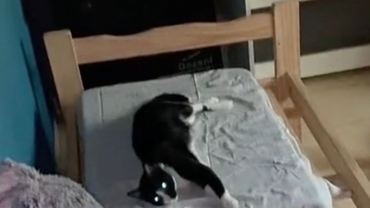 Gattino sul letto