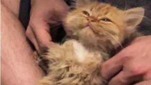 L’adorabile gattina non ha più smesso di sorridere dopo essere stata adottata