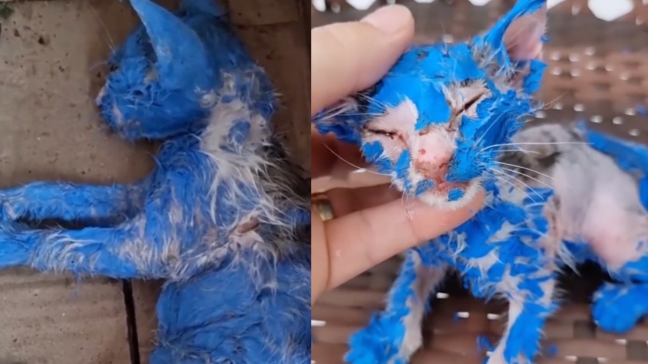 abused kitty