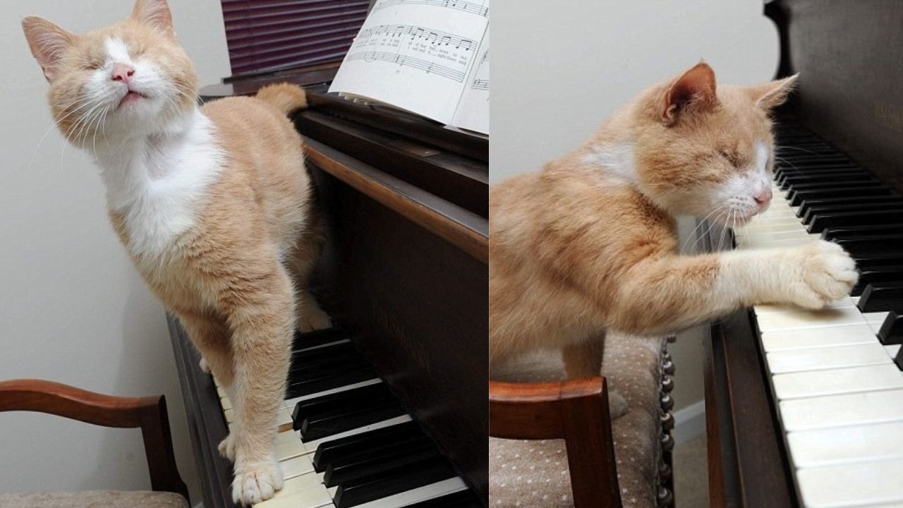 Gatto suona piano