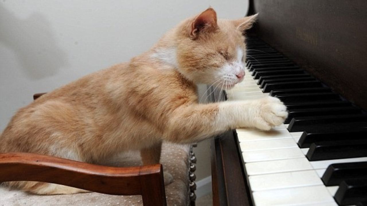 Gatto suona il piano