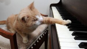 Lo hanno chiamato Stevie Wonder: questo gatto cieco è un vero musicista