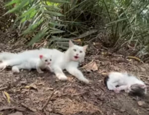 Mamma gatta urlava perché il suo gattino sembrava non dar più cenni di vita, ma poi tutto è cambiato