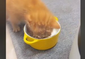 No, questo gattino non ha ancora imparato per bene come si beve dalla ciotola
