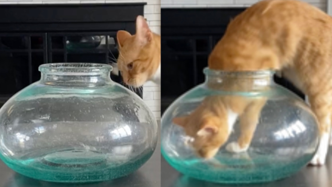 Gatto guarda il vaso