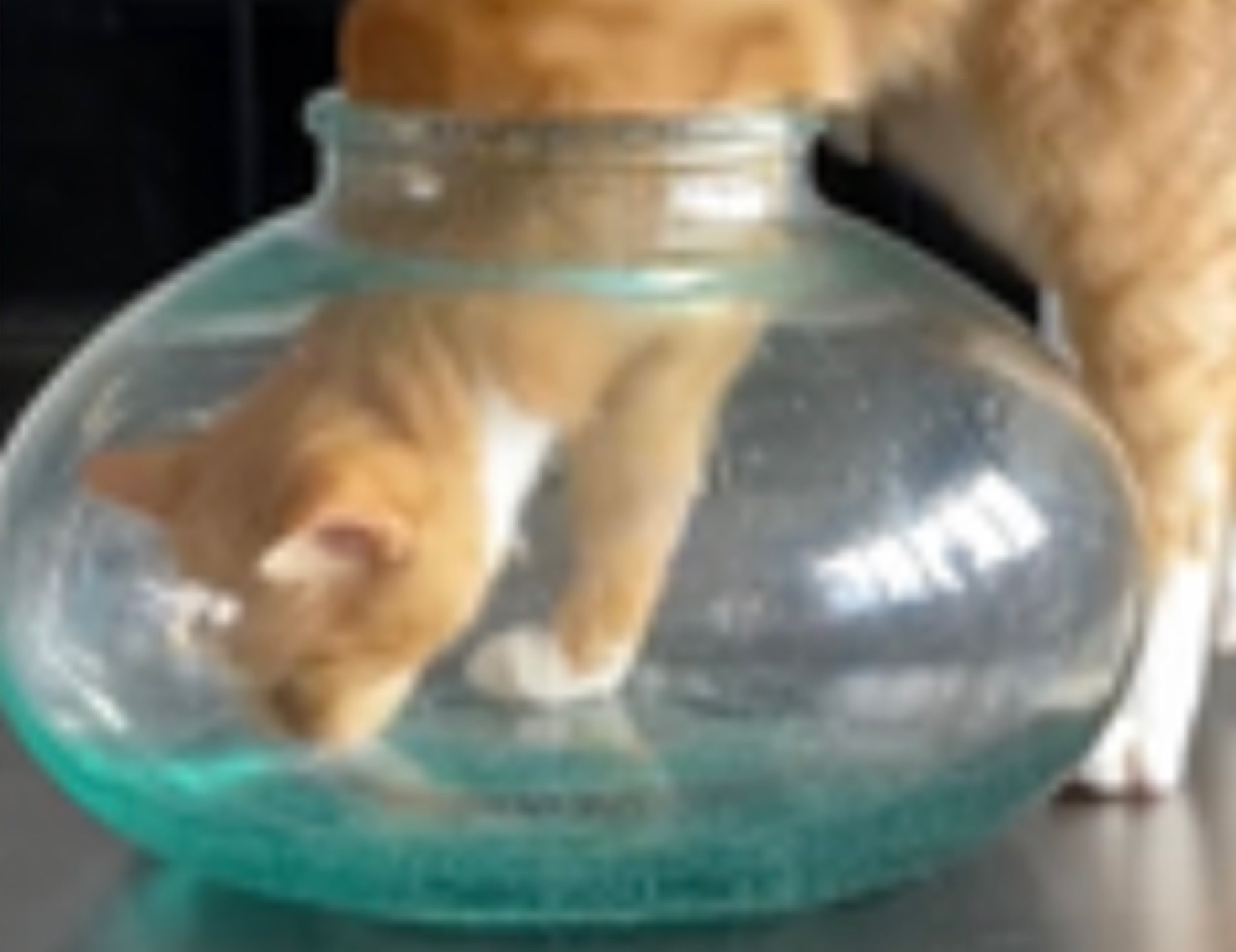 Gatto entra nel vaso