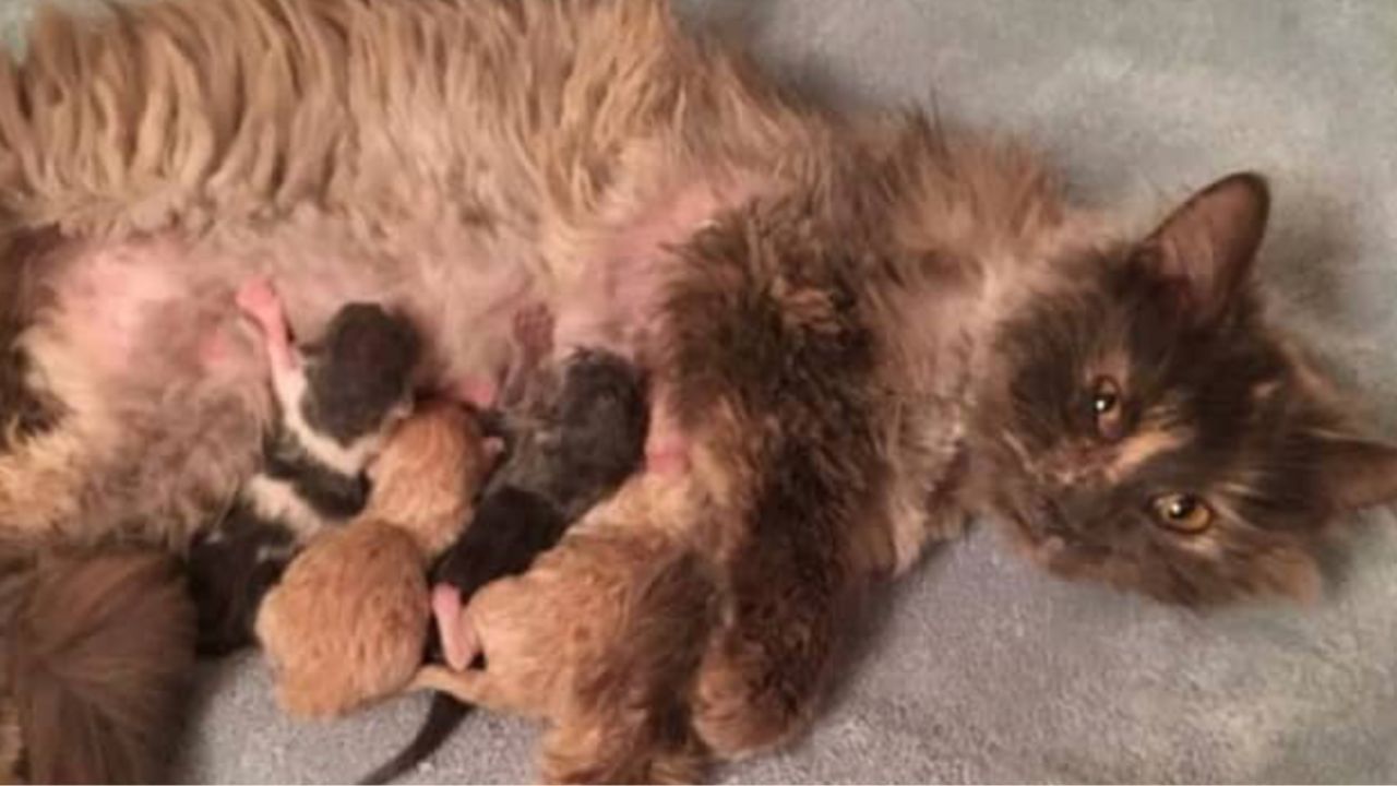 cuccioli bevono il latte 