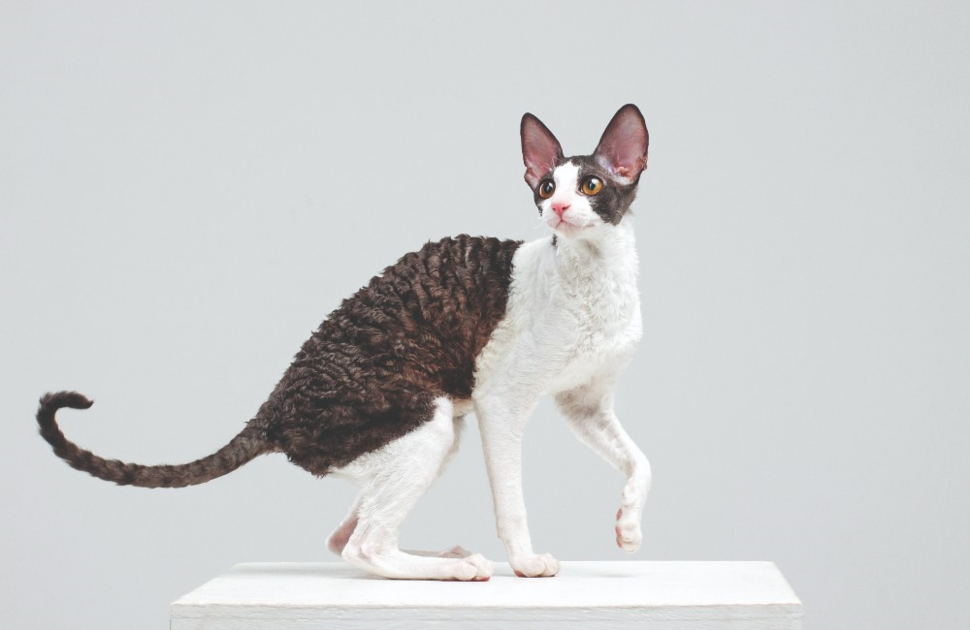 razze di gatti cornish rex