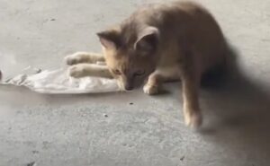 Per un boccone di cibo, il gatto randagio corre freneticamente nonostante le zampe in pessime condizioni