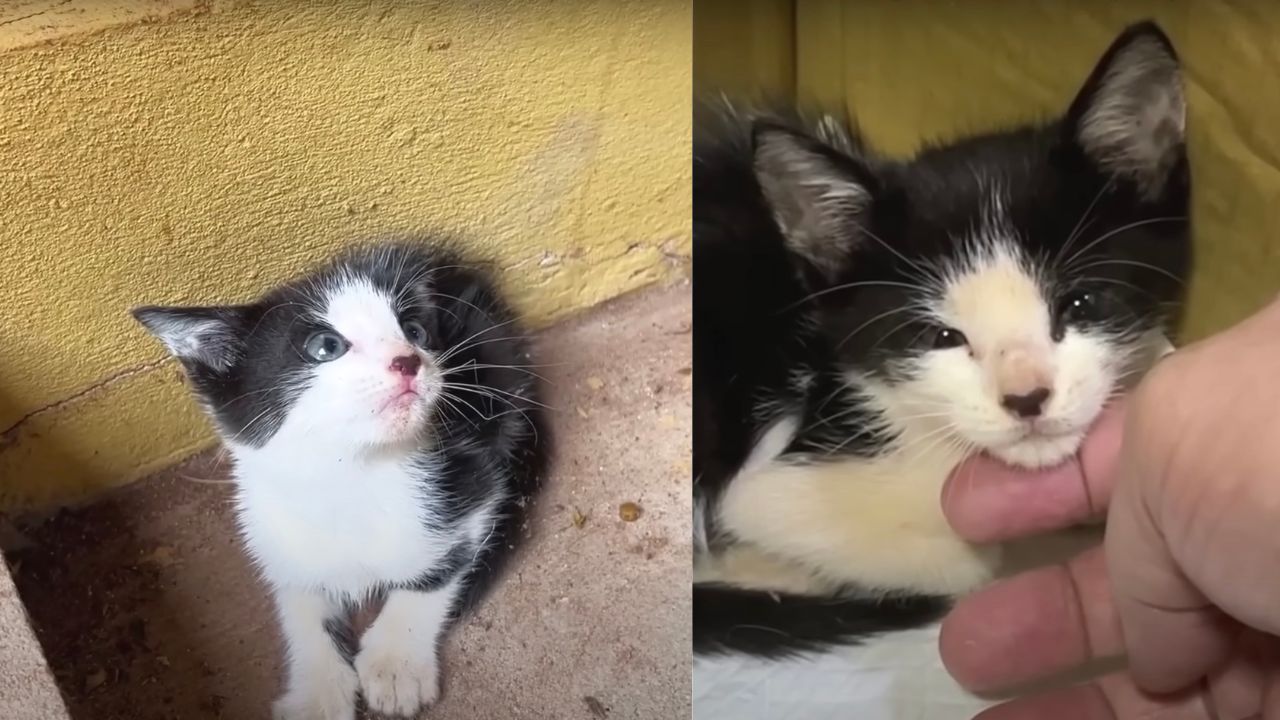 Micio dal pelo bianco e nero viene salvato