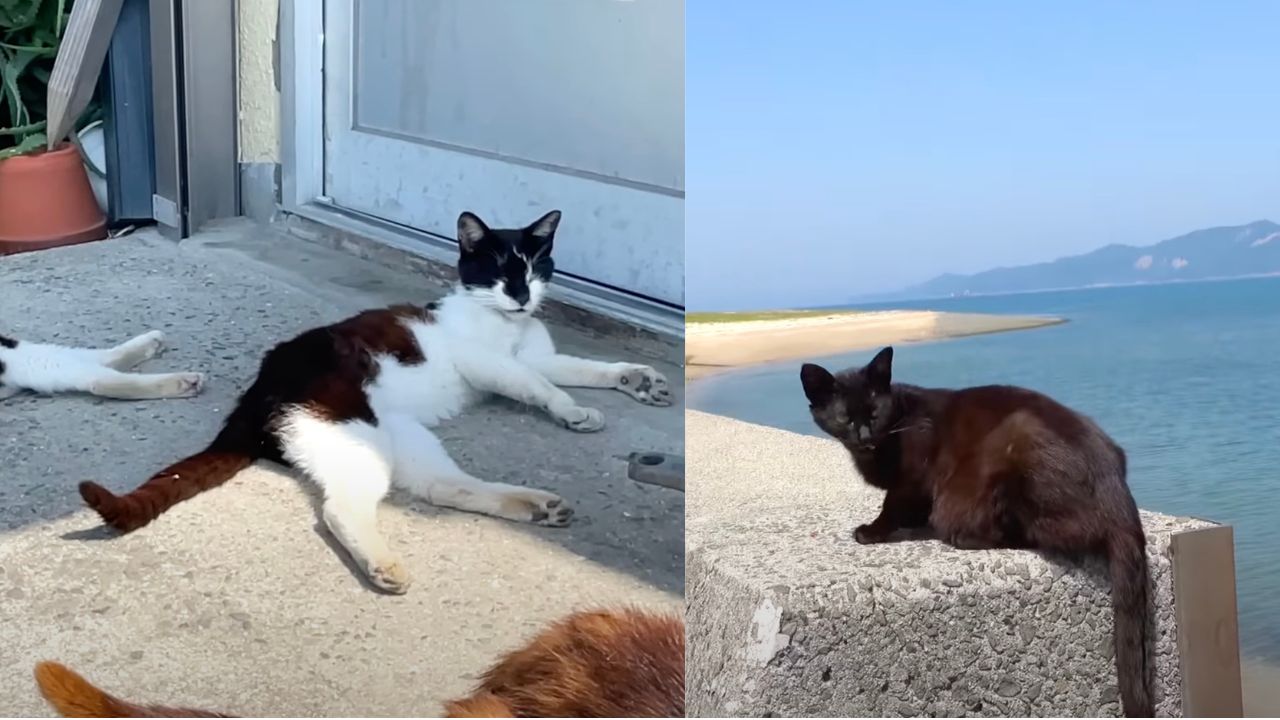 Gatti nell'isola Sayanagi