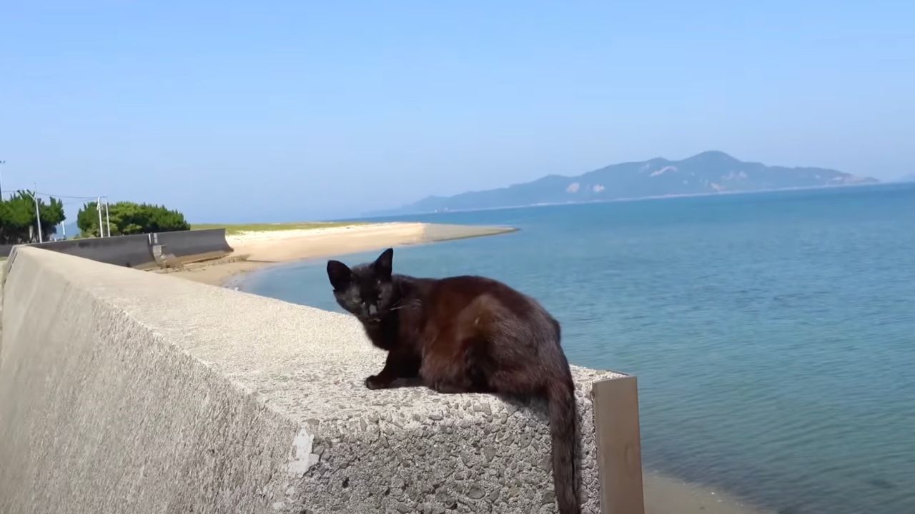 Gatto sull'isola Sayanagi