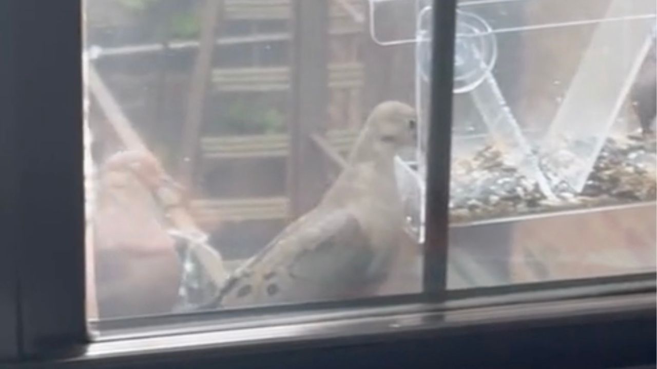 Uccelli fuori dalla finestra